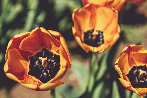 Tulips 2