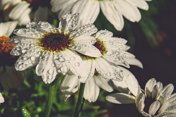 Daisy