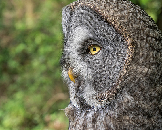 Grey Owl