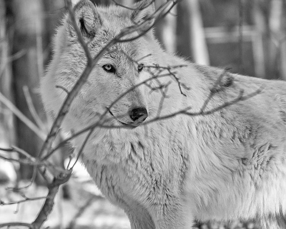Arctic Wolf