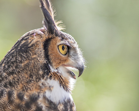 Long Eared owl
