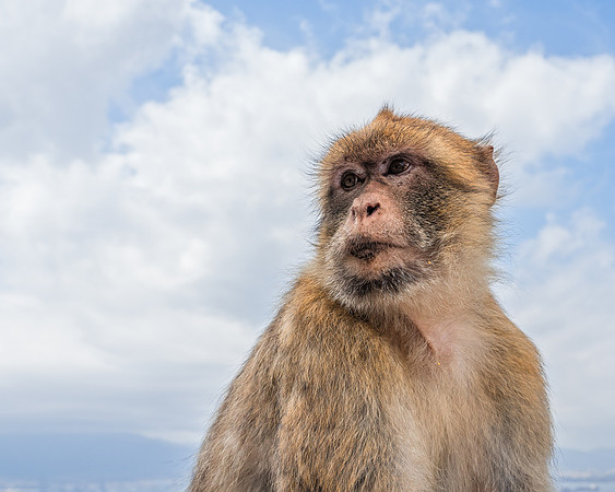 Barbary Ape 2