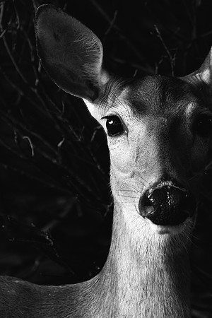 DSC_3271-Edit