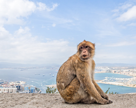 Barbary Ape