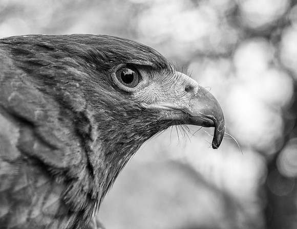 Harris' Hawk 1