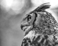 Wildlife
