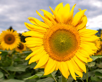 DSC_4735-Edit