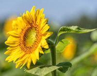 Sunflowers (4)