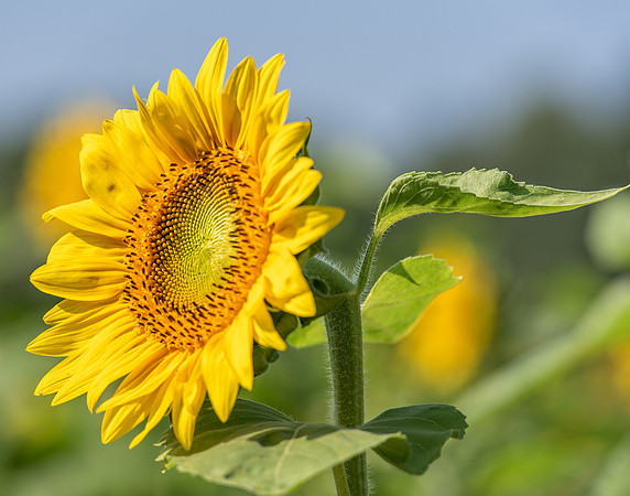 Sunflowers (4)