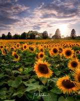 DSC_5070_1_2_3-Edit