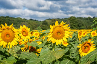 Sunflowers (5)