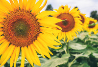 Sunflowers