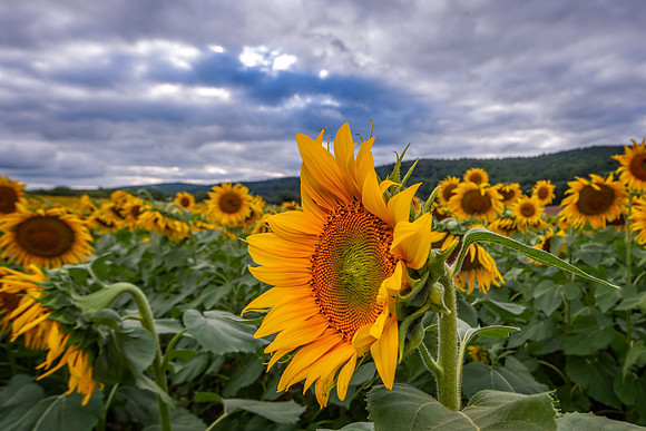 DSC_6423-Edit