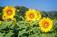 Sunflowers (1)