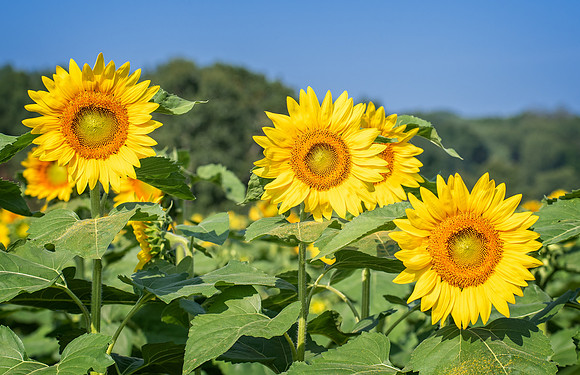 Sunflowers (1)