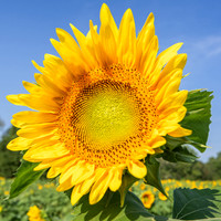 Sunflowers (2)