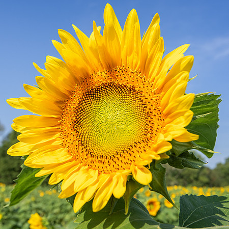 Sunflowers (2)