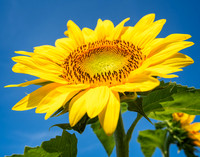 Sunflowers (3)