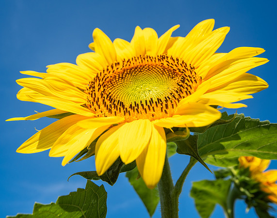 Sunflowers (3)