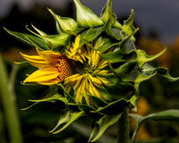DSC_4836-Edit
