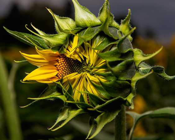 DSC_4836-Edit