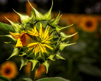 DSC_4835-Edit