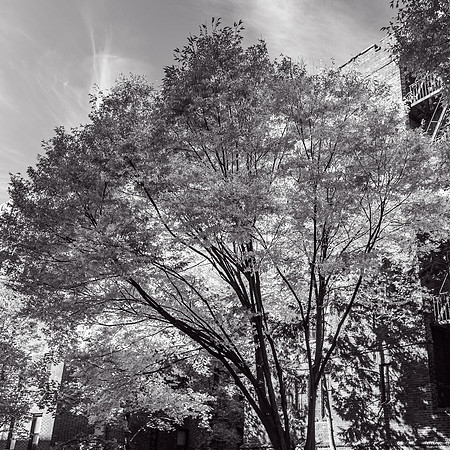 WashingtonHeights2021 (17)