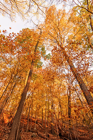 Ramapo Valley Reservation 1