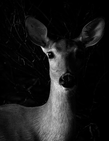ResidentialDeer-Whitaker-2019