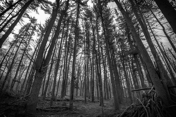 Pine Grove