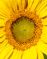 Sunflowers 2021 (26)