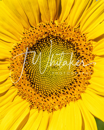 Sunflowers 2021 (26)