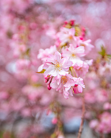 BB Cherry 1