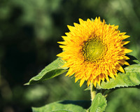 Sunflowers 2021 (3)