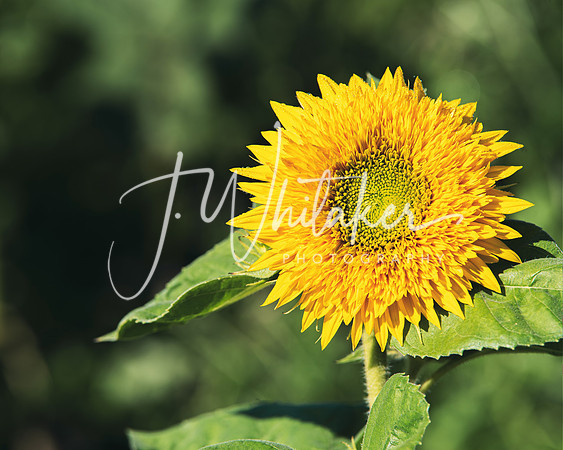Sunflowers 2021 (3)