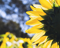 Sunflowers 2021 (32)