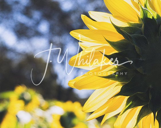 Sunflowers 2021 (32)