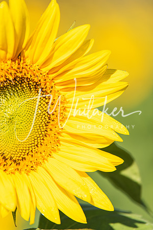 Sunflowers 2021 (5)
