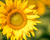 Sunflowers 2021 (8)
