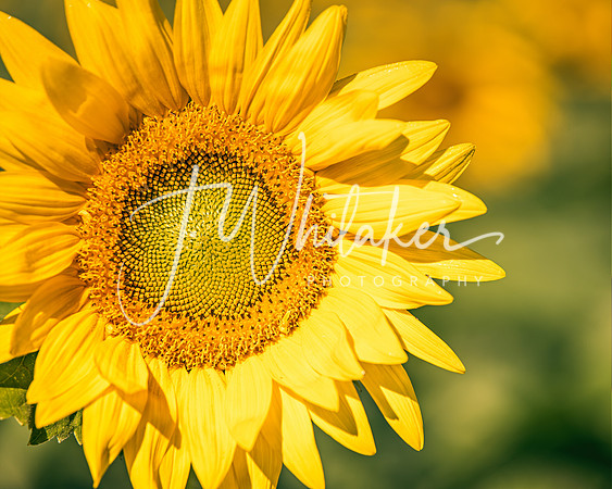 Sunflowers 2021 (8)
