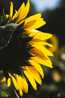 Sunflowers 2021 (9)