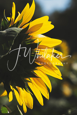 Sunflowers 2021 (9)