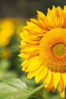 Sunflowers 2021 (19)