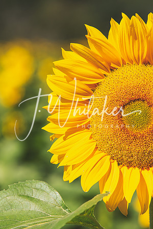 Sunflowers 2021 (19)