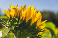 Sunflowers 2021 (31)