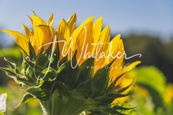 Sunflowers 2021 (31)