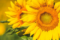 Sunflowers 2021