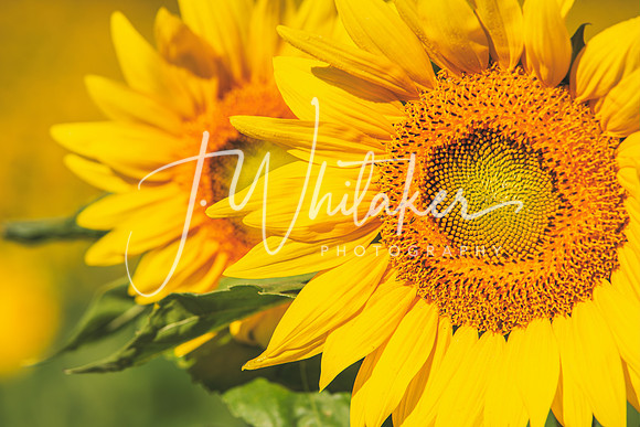 Sunflowers 2021 (2)