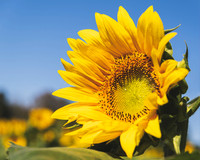 Sunflowers 2021 (29)