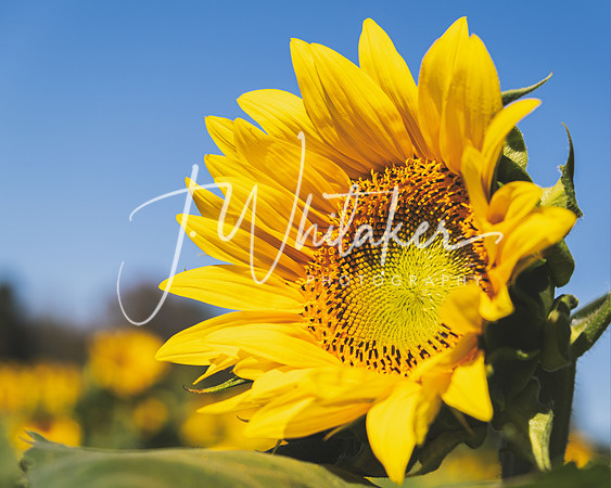 Sunflowers 2021 (29)